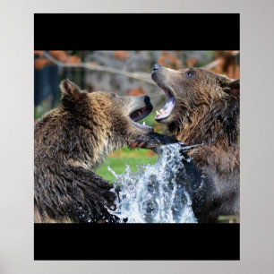 Póster Oso Osos Animales Agua Salpicar Vida Silvestre Nat