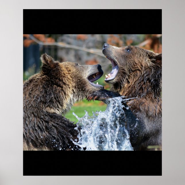 Póster Oso Osos Animales Agua Salpicar Vida Silvestre Nat (Frente)