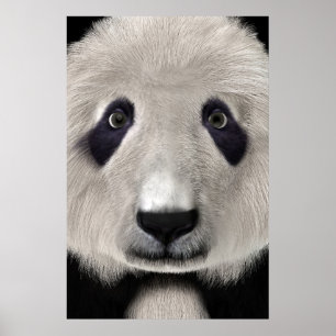 Póster Oso Panda