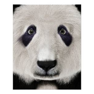 Póster Oso Panda