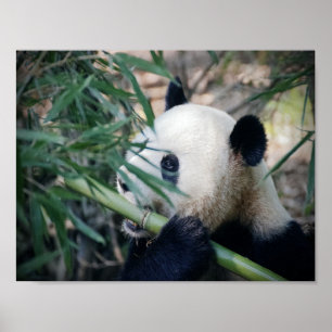 Póster Oso panda comiendo bambú