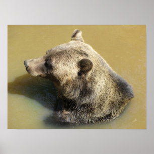 Póster Oso Pardo Dándose un Baño