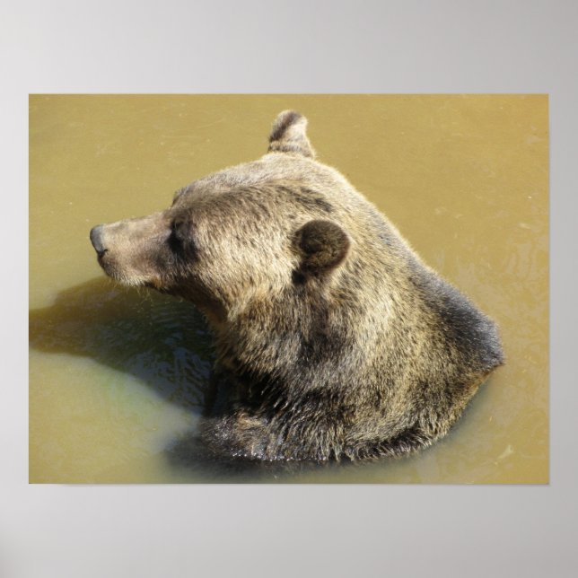 Póster Oso Pardo Dándose un Baño (Frente)