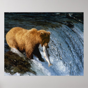 Póster Oso pardo de Alaska capturando salmón en Brooks