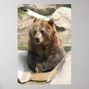 Póster oso pardo gran poster 2