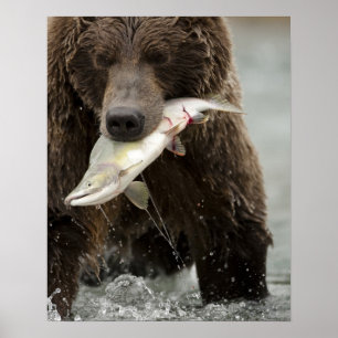 Póster Oso pardo, o oso grizzly costero, Ursus
