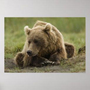 Póster Oso pardo, o oso grizzly costero, Ursus