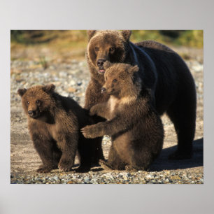 Póster Oso pardo, oso grizzly, cerda con crías en la cost