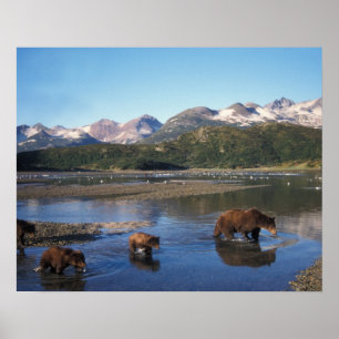 Póster Oso pardo, oso grizzly, cerda y crías en