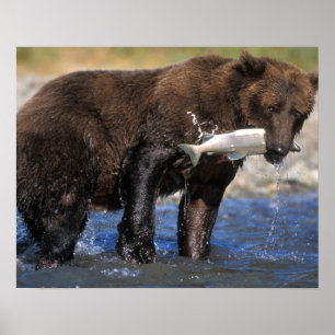 Póster Oso pardo, oso grizzly, con captura de salmón,
