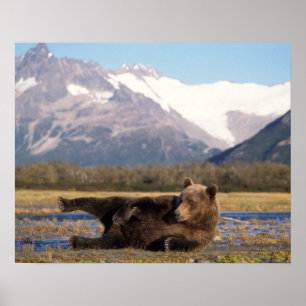 Póster Oso pardo, oso grizzly estirándose de espaldas