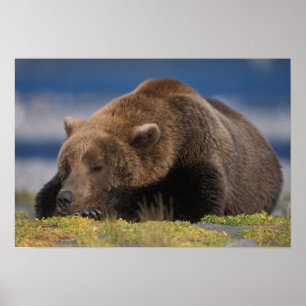 Póster Oso pardo, oso grizzly, tomando una siesta, Katmai