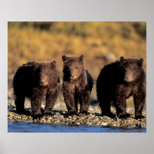 Póster Oso pardo, oso pardo, cachorros, Katmai National (Frente)