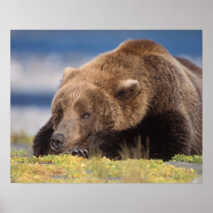 Póster oso pardo, Ursus arctos, oso grizzly, Ursus 8