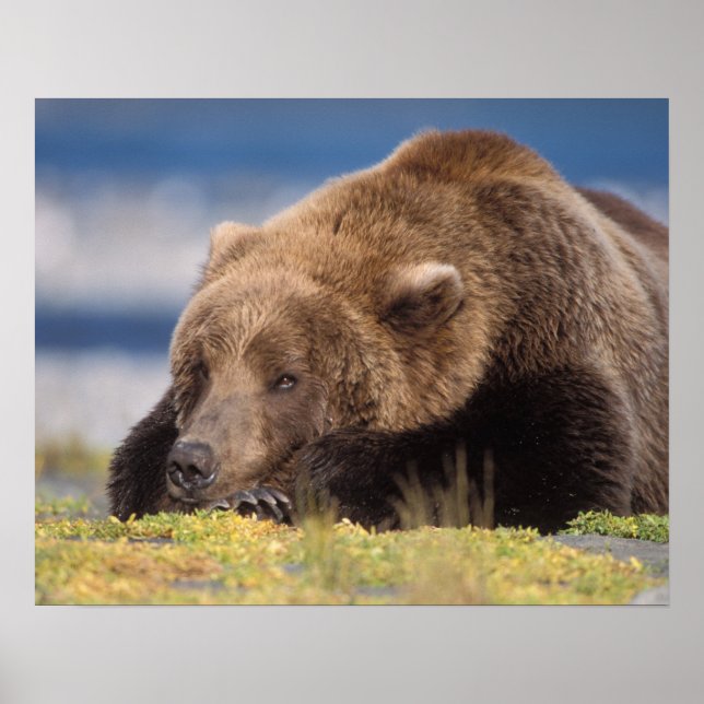 Póster oso pardo, Ursus arctos, oso pardo, Ursus 8 (Frente)