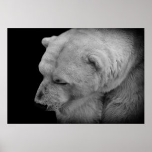 Póster Oso polar