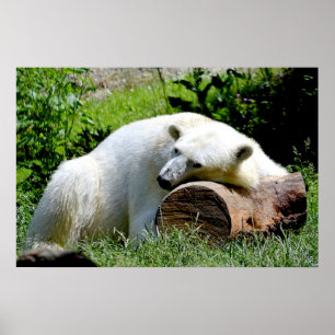 Póster Oso polar