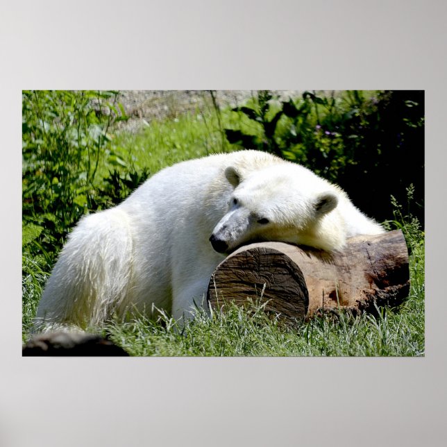 Póster Oso polar (Frente)