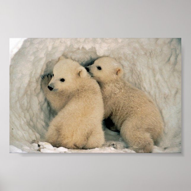 Póster Oso polar (Frente)