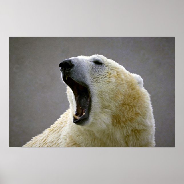 Póster Oso polar (Frente)