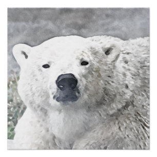 Póster Oso polar acuarela
