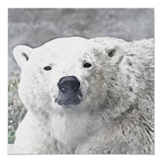 Póster Oso polar acuarela (Anverso)