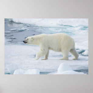 Póster Oso polar caminando, Noruega