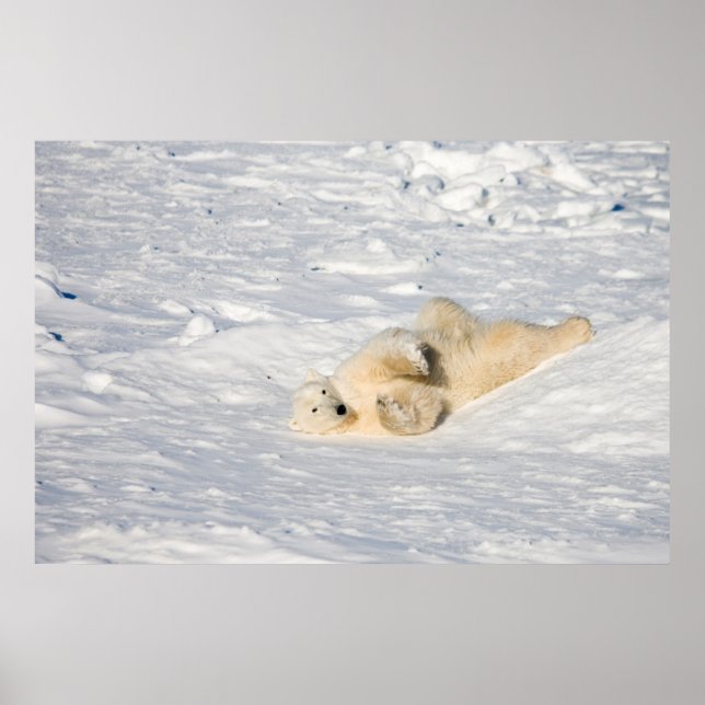 Póster Oso polar cerca de la Bahía de Hudson (Frente)