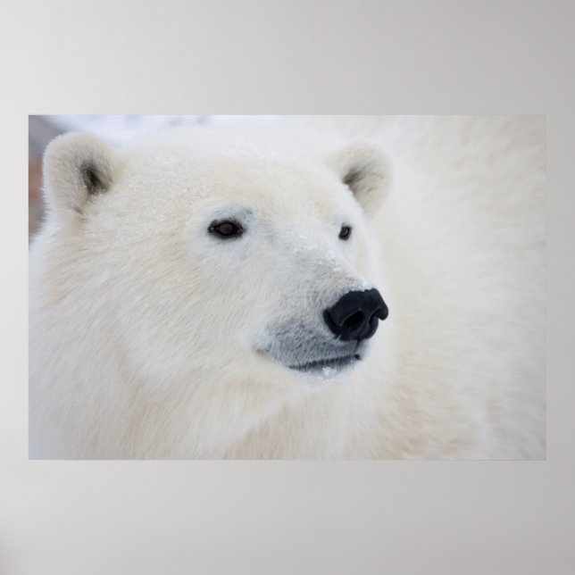 Póster Oso Polar Churchill (Frente)
