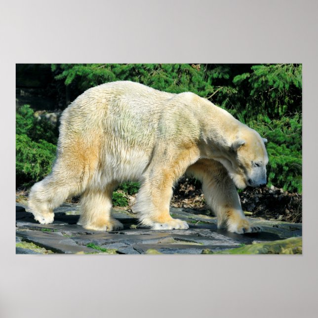 Póster Oso polar de cierre (Frente)