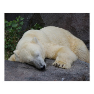 Póster Oso Polar Durmiente