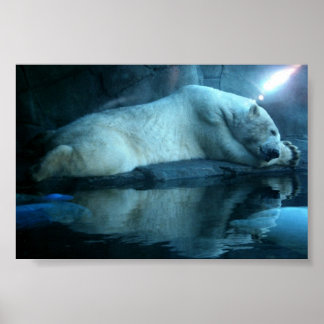 Póster Oso Polar En La Oración 2