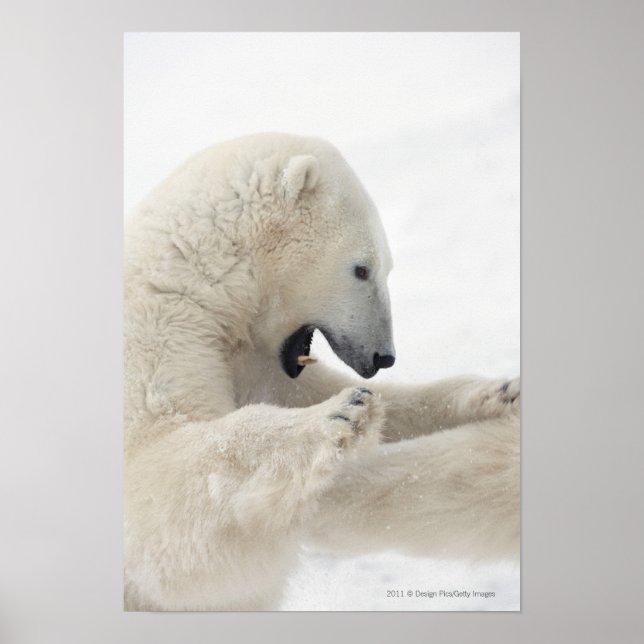 Póster Oso polar enfrascado en una pelea con otro oso (Frente)