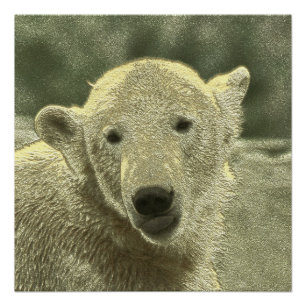 Póster oso polar metalizado