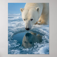 Oso Polar Mirando al Agujero de Hielo Reflexión Ár