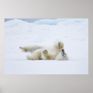 Póster Oso polar rodando en la nieve, Noruega