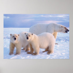 Póster Oso polar sembrado con cachorros en hielo empacado