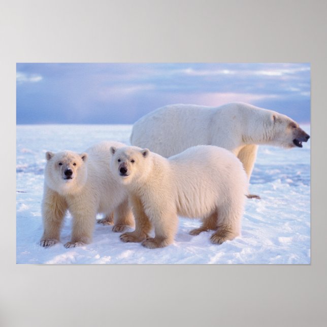 Póster Oso polar sembrado con cachorros en hielo empacado (Frente)