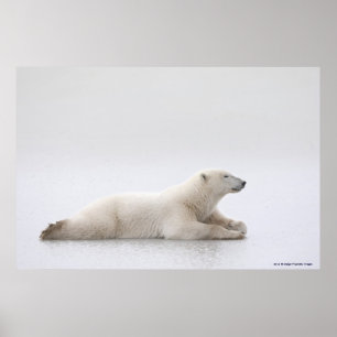 Póster Oso Polar Sobre Un Lago De Hielo