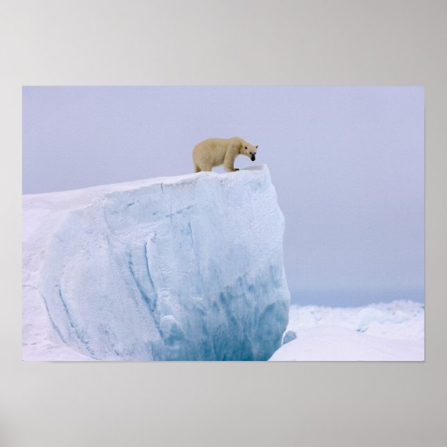 Póster oso polar, Ursus maritimus (Frente)