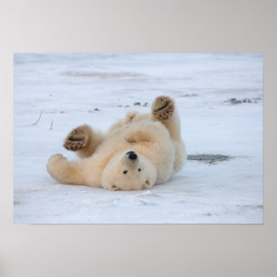 Póster oso polar, Ursus maritimus, cachorro 3