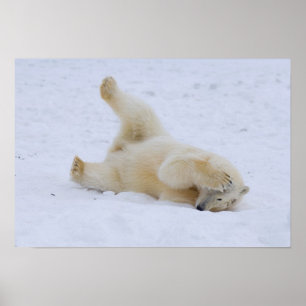 Póster oso polar, Ursus maritimus, cachorro rodando