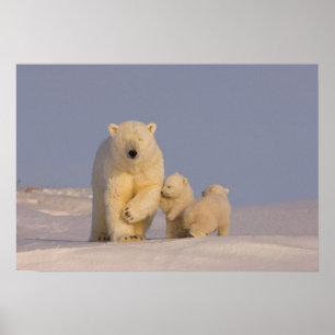 Póster oso polar, Ursus maritimus, cerda con recién nacid