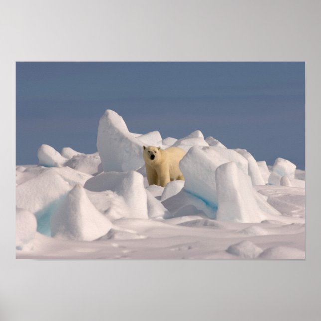 Póster oso polar, Ursus maritimus, en hielo áspero (Frente)
