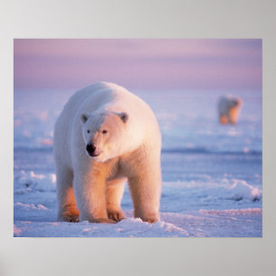 Póster oso polar, Ursus maritimus, jabalí grande sobre