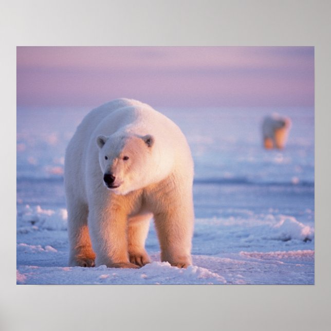 Póster oso polar, Ursus maritimus, jabalí grande sobre (Frente)