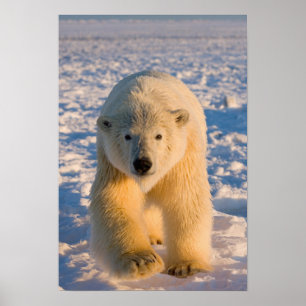 Póster oso polar, Ursus maritimus, oso polar en hielo