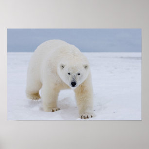 Póster oso polar, Ursus maritimus, sobre hielo y nieve,