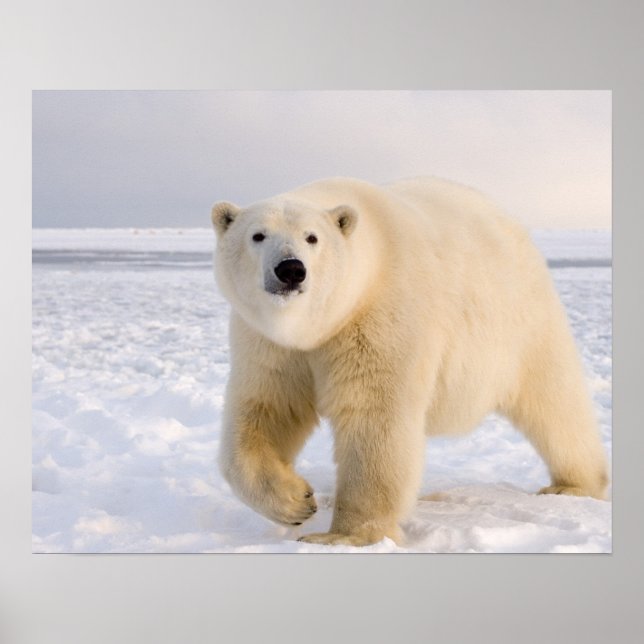 Póster oso polar, Ursus maritimus, sobre hielo y nieve, 2 (Frente)