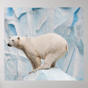 Póster Oso Polar: Vistazo al Zoo Habitat